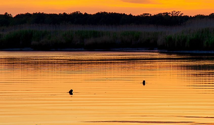 Two crabs float in the Pocomoke River