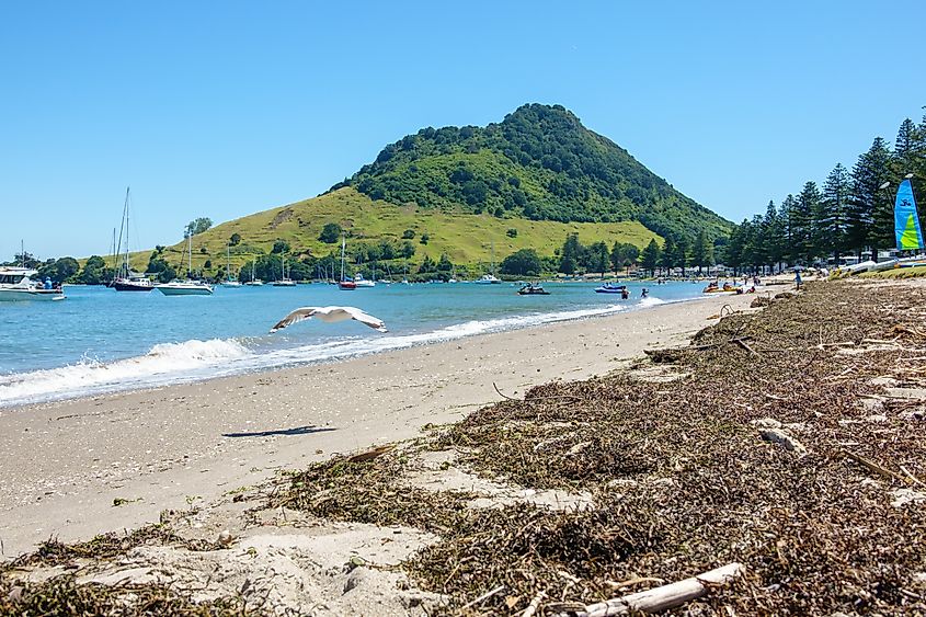 Mangōnui, New Zealand
