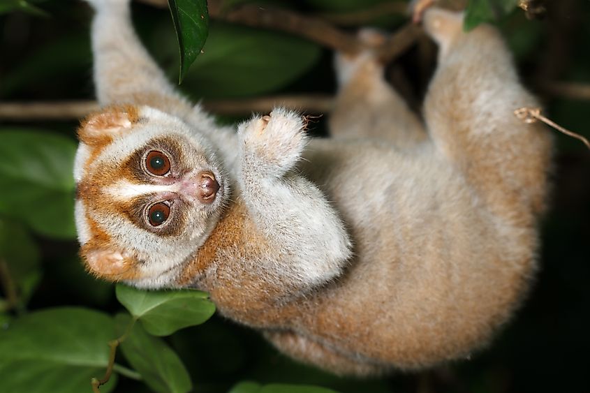 Slow loris on a tree.