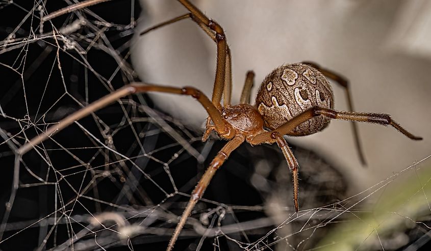 Female Adult Brown Widow Spider of the species Latrodectus geometricus