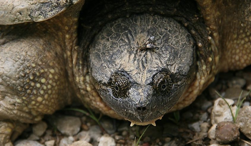 Kansas Snapping Turtle with a Fly Hitchhiker