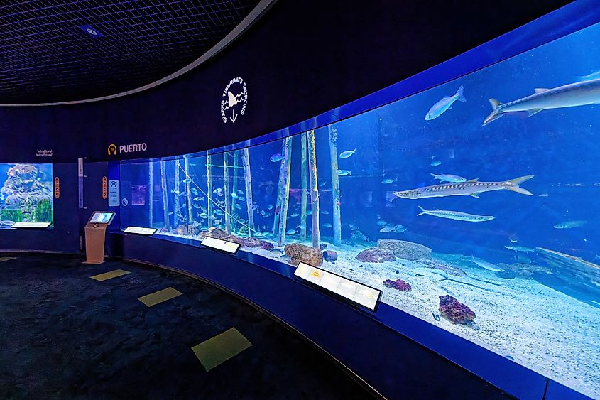 Tour of the Valencia Oceaneum. Image Credit Holger Uwe Schmitt via Wikimedia.