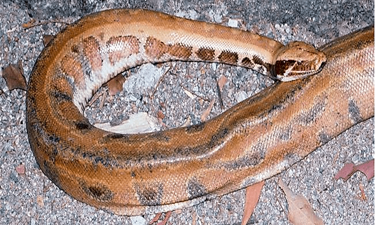 A Myanmar short-tailed python showing the holotype specimen with light brown base color and rusty stripes.