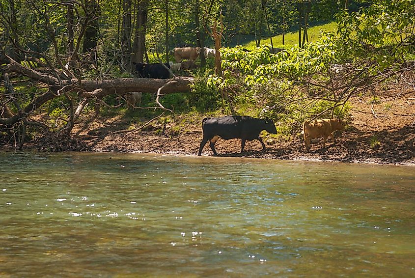 Livestock in the Maury River, Lexington