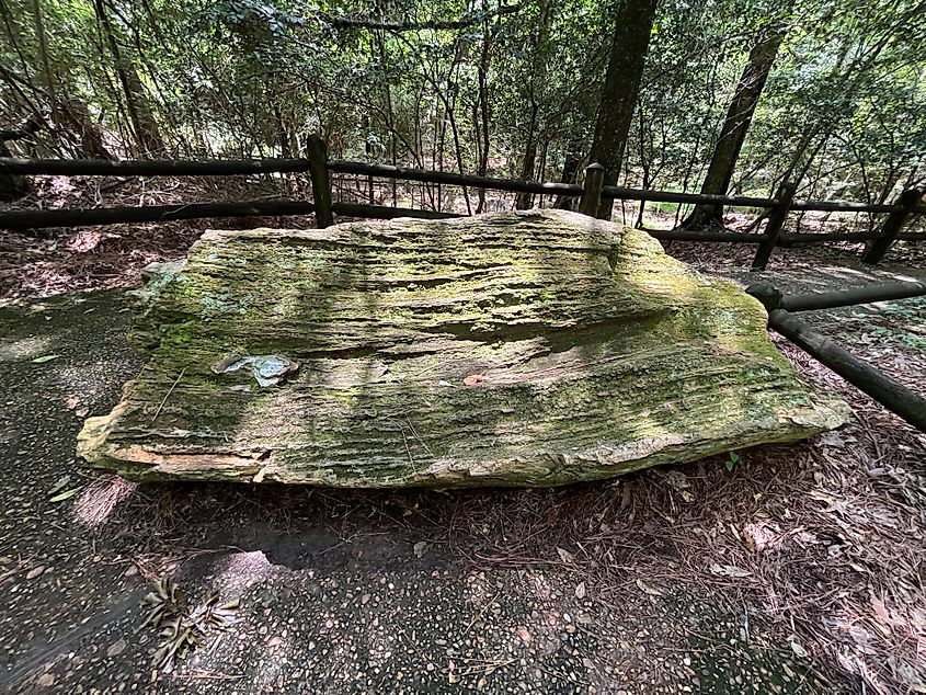 Mississippi Petrified Forest