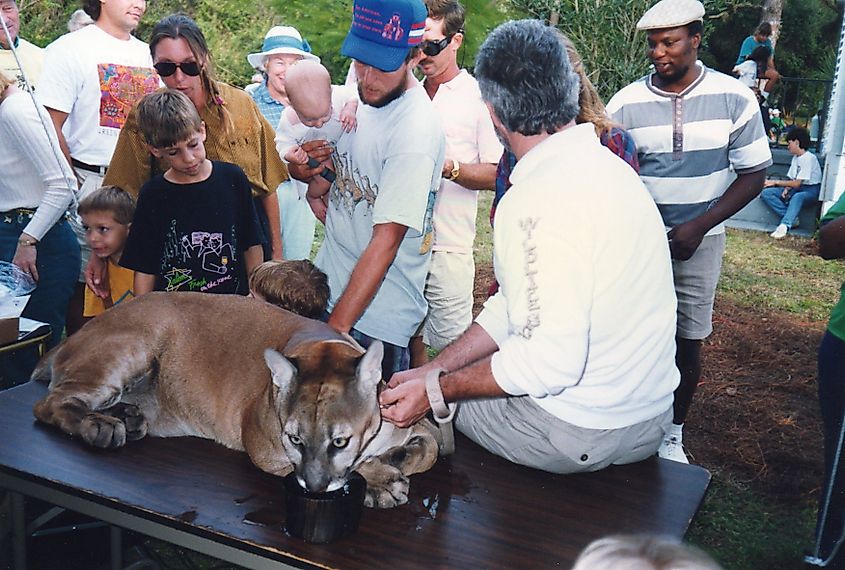 Panther at Audubon's Possum Long Nature Center, Stuart, Florida, September, 1992