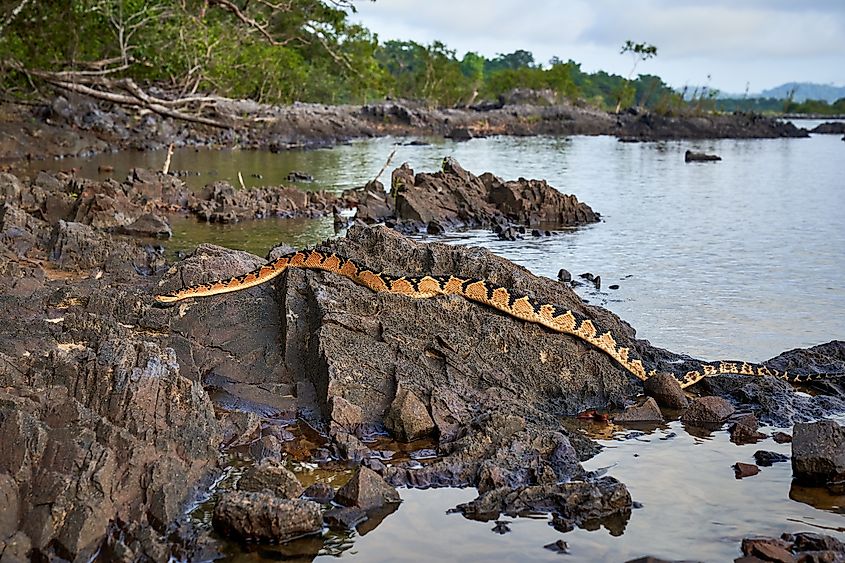 Bushmaster (Lachesis) Credit: Lucas Matias De Zan via Shutterstock