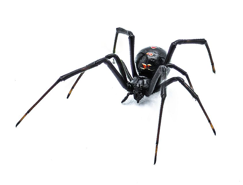 Black Widow Spider (Latrodectus-mactans)