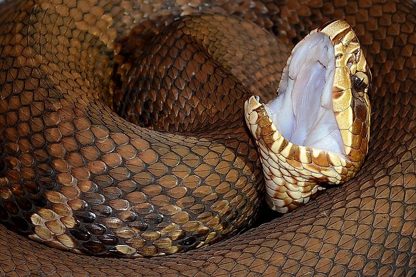 Cottonmouth (Agkistrodon piscivorus)