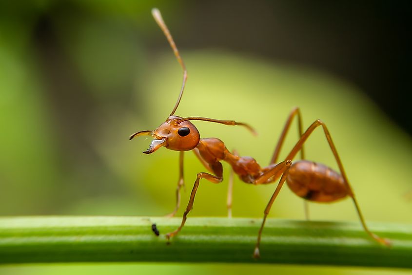 Red ants are looking for food on green branches.