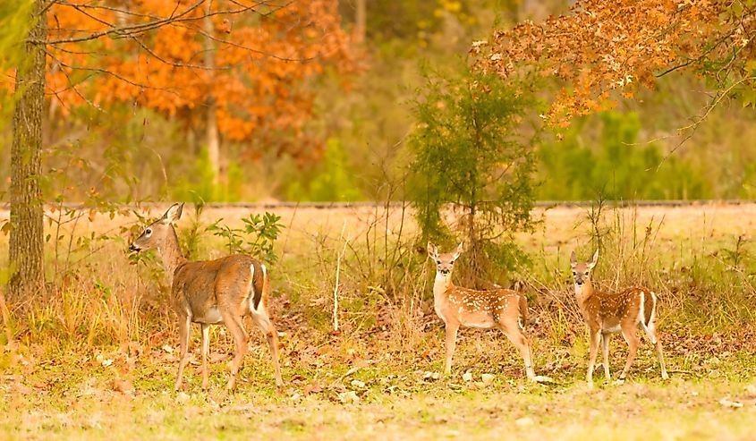 Two fawns in autumn in Lake Guntersville State Park