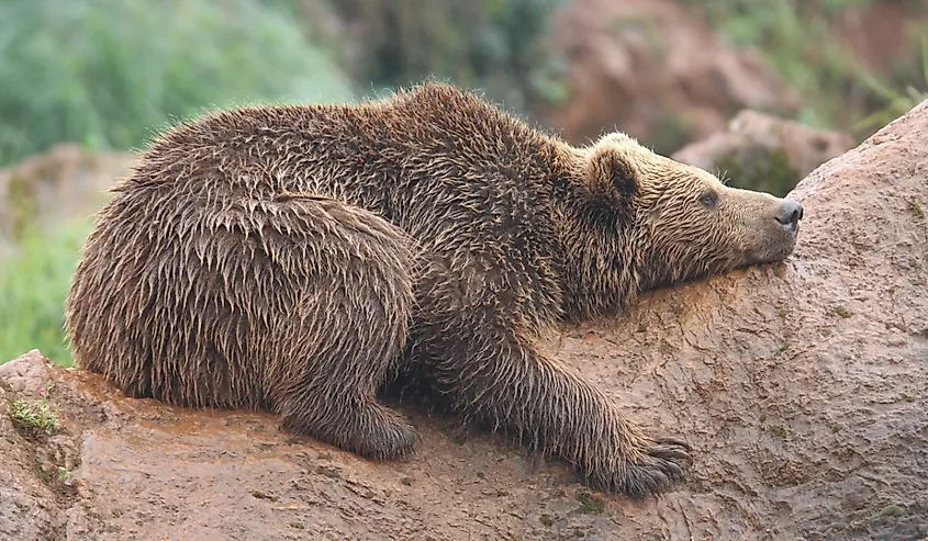 Brown Bear Cabárceno Cantabria, Spain.