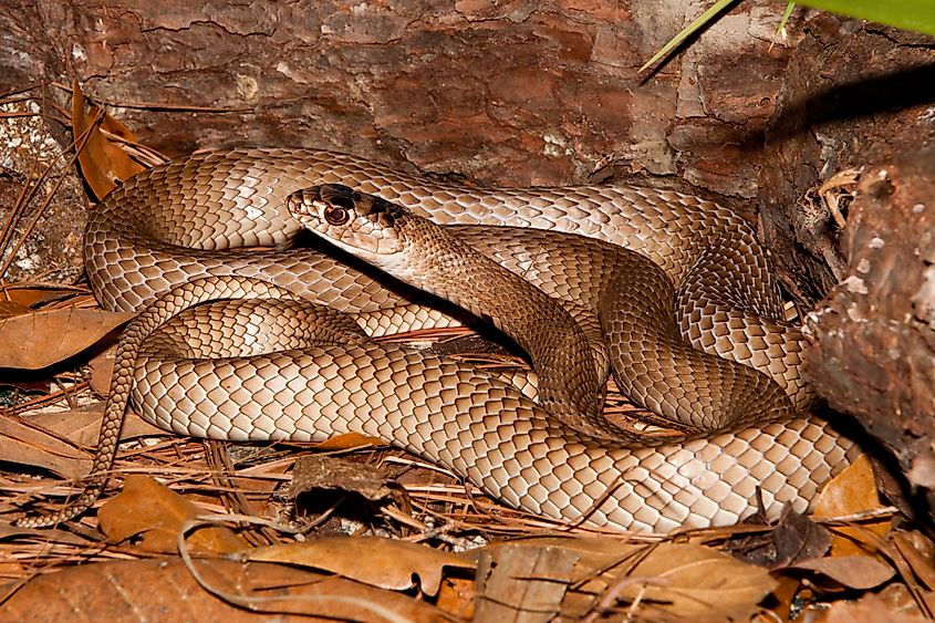 Eastern Coachwhip (Masticophis flagellum).