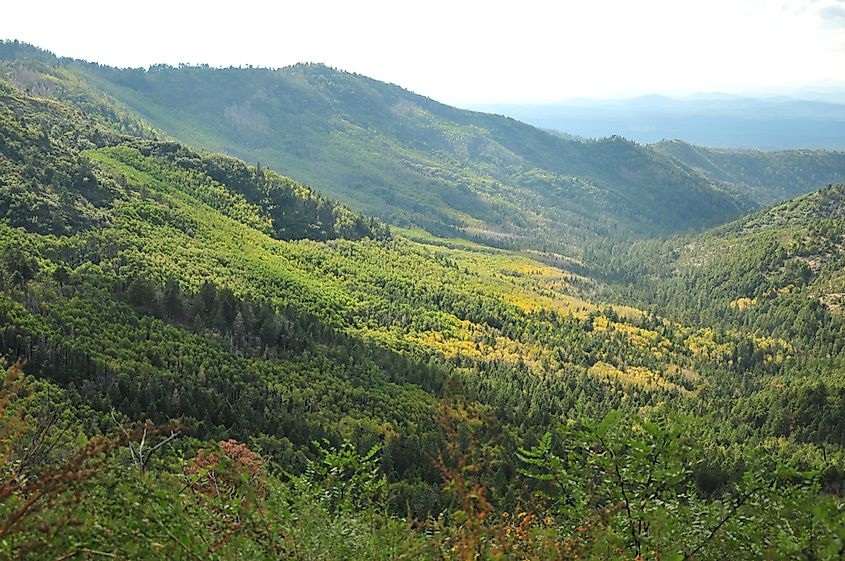 A serene autumn scene in Gila National Forest, with vibrant fall foliage in shades of red, orange, and yellow scattered among the forest trees.