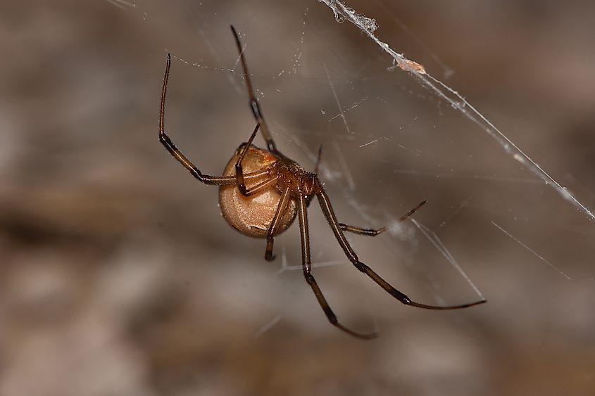 Closeup of the Brown Widow or House Button spider, Latrodectus geometricus (Araneae: Theridiidae), a medically important and invasive species.