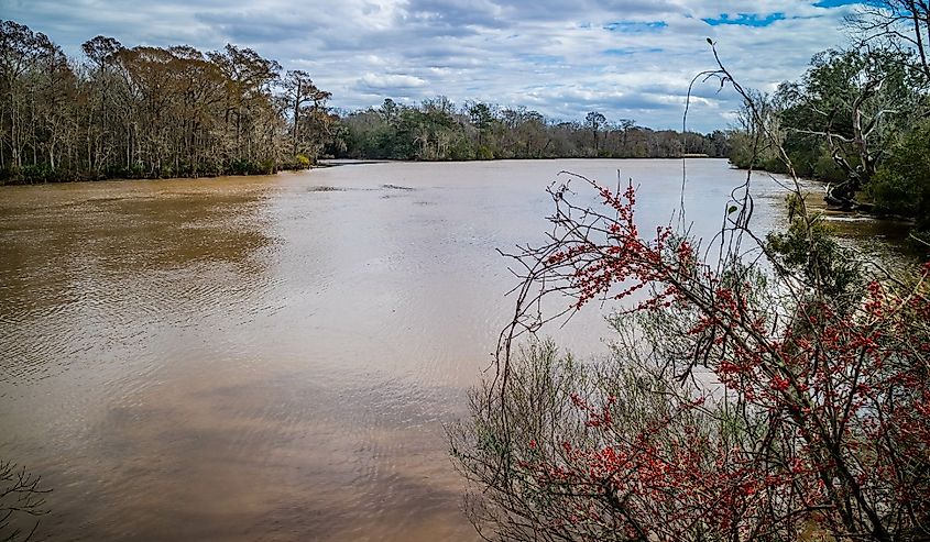 Beautiful Evangeline Pond in St. Martinville, Louisiana