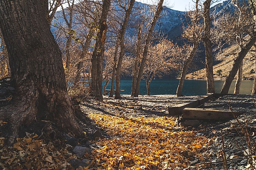 Fall leaves gather on rocks at Convict Lake high in the Sierra Nevada Mountains