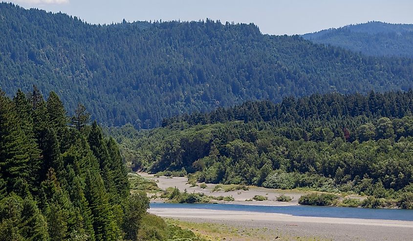 Ancient old growth redwoods, part of Humboldt Redwoods State Park, across the Eel River from a vista point in Stafford.