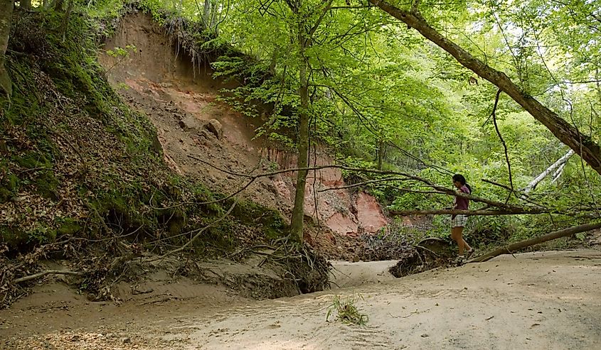 A tourist hikes at the Tunica Hills Wildlife Management Area on a summer day