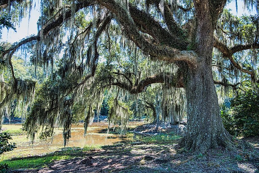 Moss-draped oak tree in Avery Island, Louisiana.