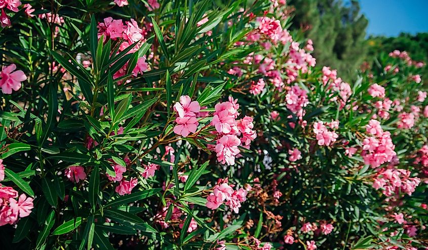 Delicate flowers of pink oleander, Nerium oleander, bloomed in summer