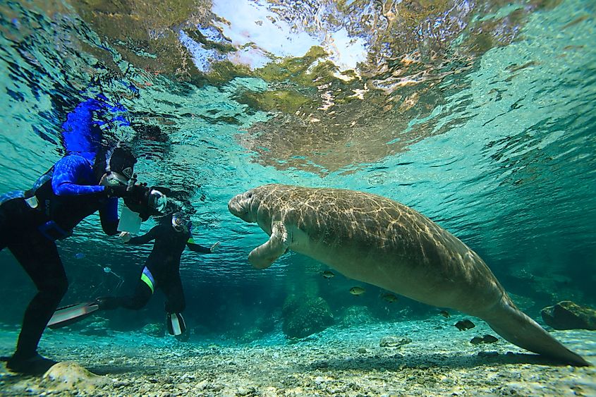 Crystal River, Florida, offers the unique opportunity of swimming with manatees in the Crystal River