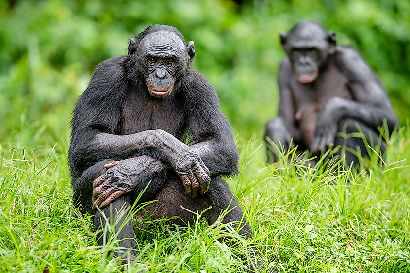 The Bonobo ( Pan paniscus), called the pygmy chimpanzee. Democratic Republic of Congo. Africa