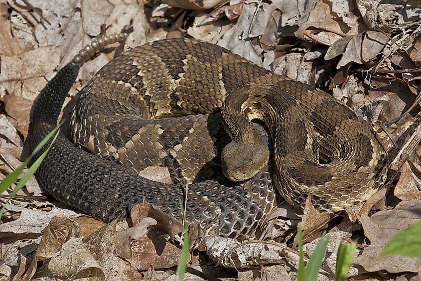 A coiled up timber rattlesnake.