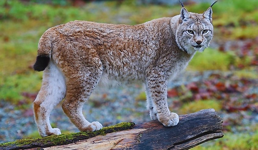 Closeup Picture of Aggressive Bobcat