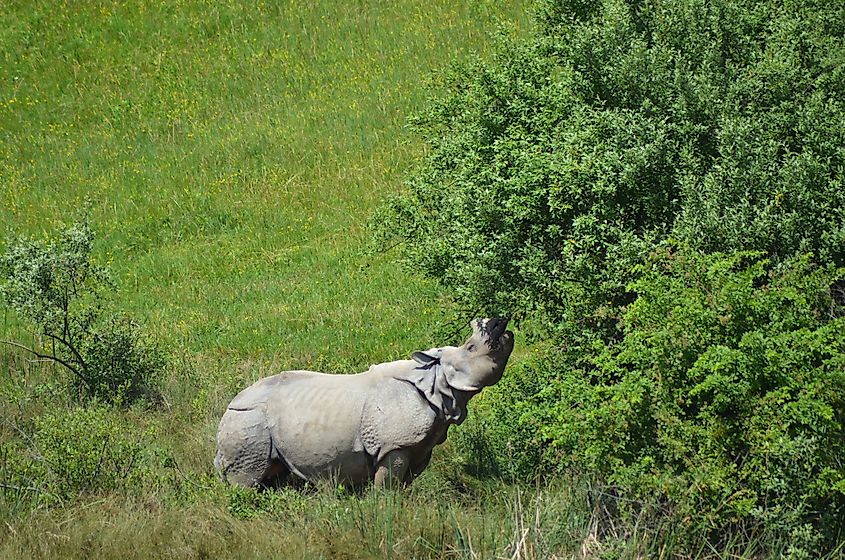 Rhino in The Wilds, Ohio