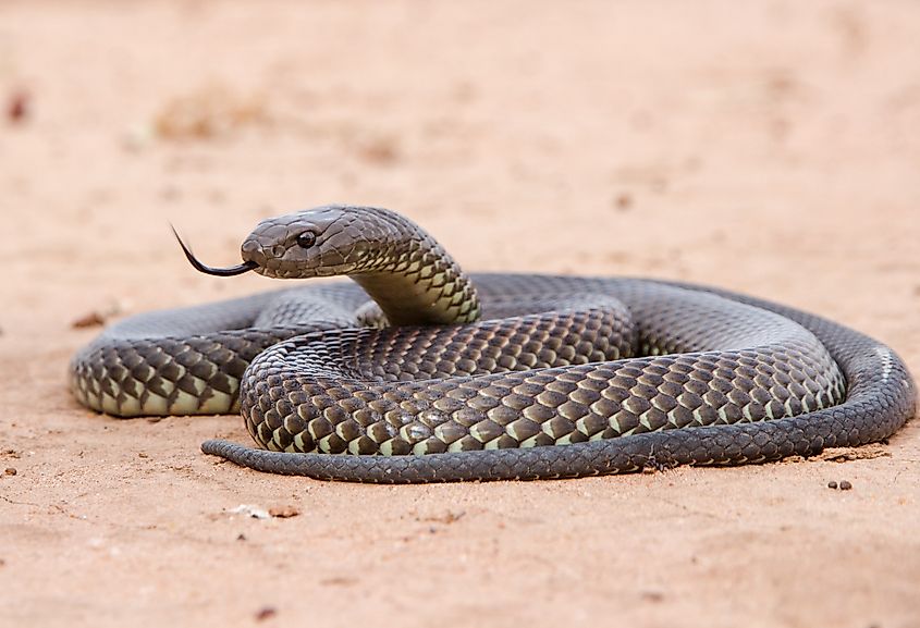 A King Brown Snake (Pseudechis australis), also known as a Mulga Snake, with its tongue flickering in the desert