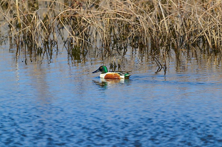 A male Northern Shoveler swims in a marsh at Magee Marsh Wildlife Refuge, in Carroll Township, Ohio.