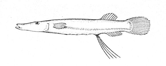 Dolichopteryx longipes, also known as the spookfish.