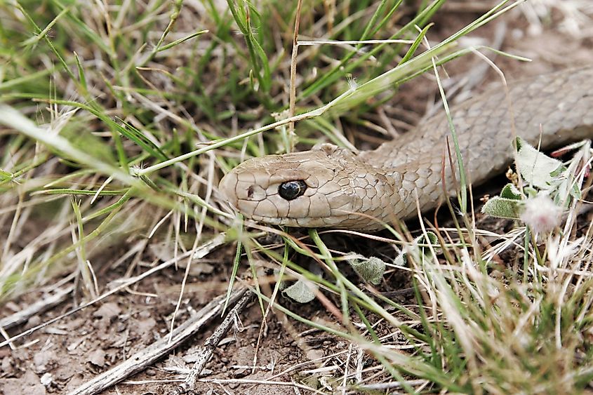 Close up of an eastern brown snake.