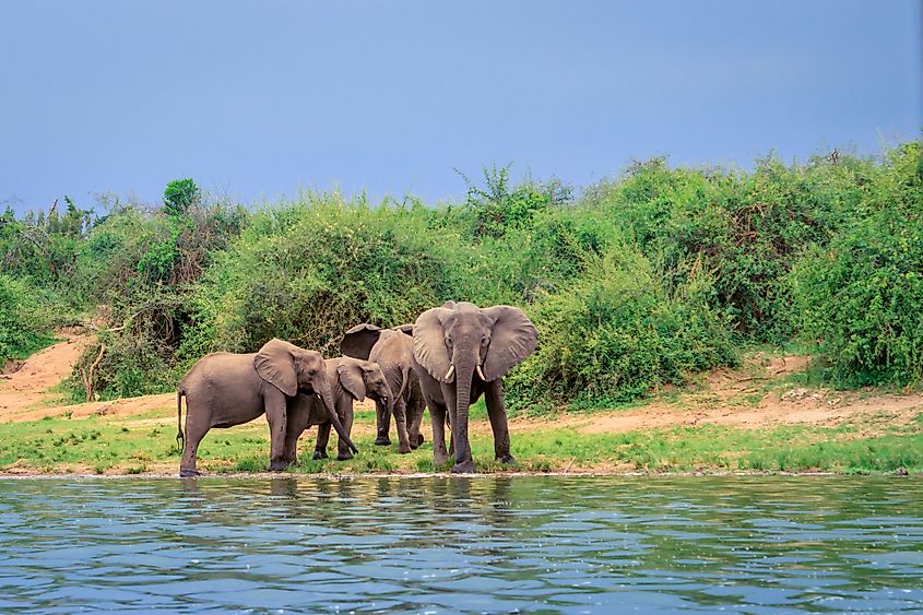 African bush elephants on the shores of Lake Edward.
