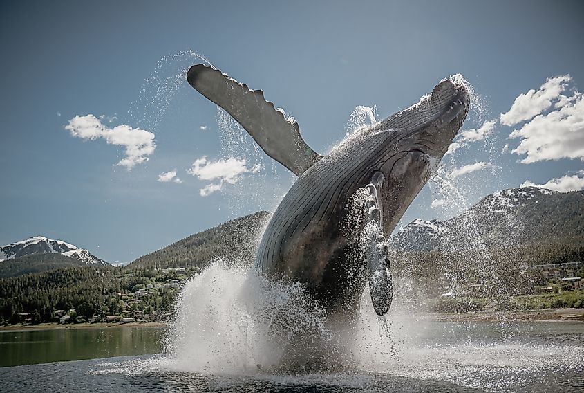 A whale statue in the town of Juneau, Alaska.