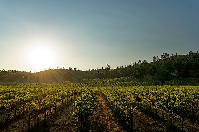 Vineyard in Murphys, California