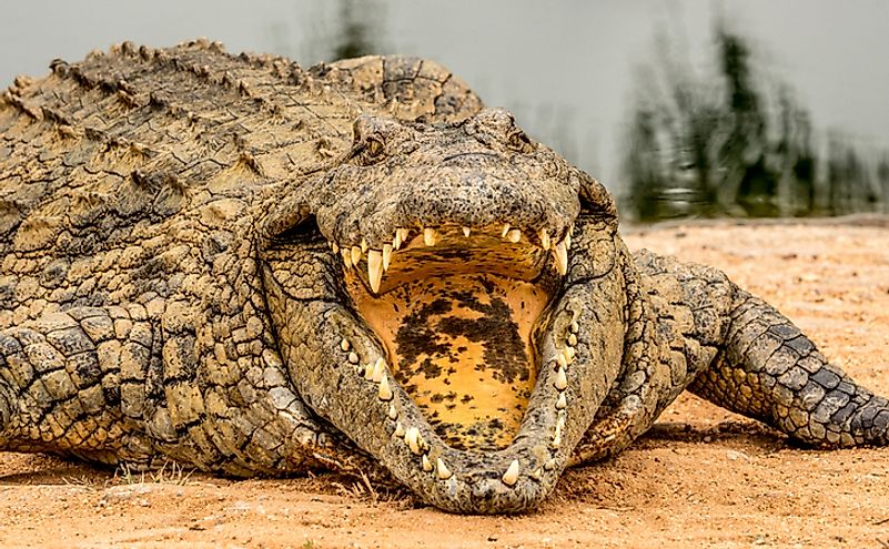 What Are The Differences Between Gharials, Crocodiles, And Alligators? -  WorldAtlas