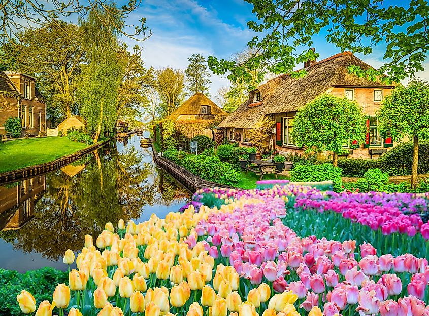 Tulips blooming in the historical Dutch town of Giethoorn, The Netherlands.