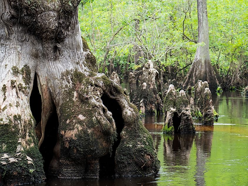The Mysterious Three Sisters Swamp off of the Black River in North Carolina