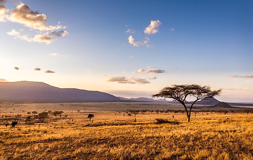 5 Major Types Of Vegetation In The World Worldatlas