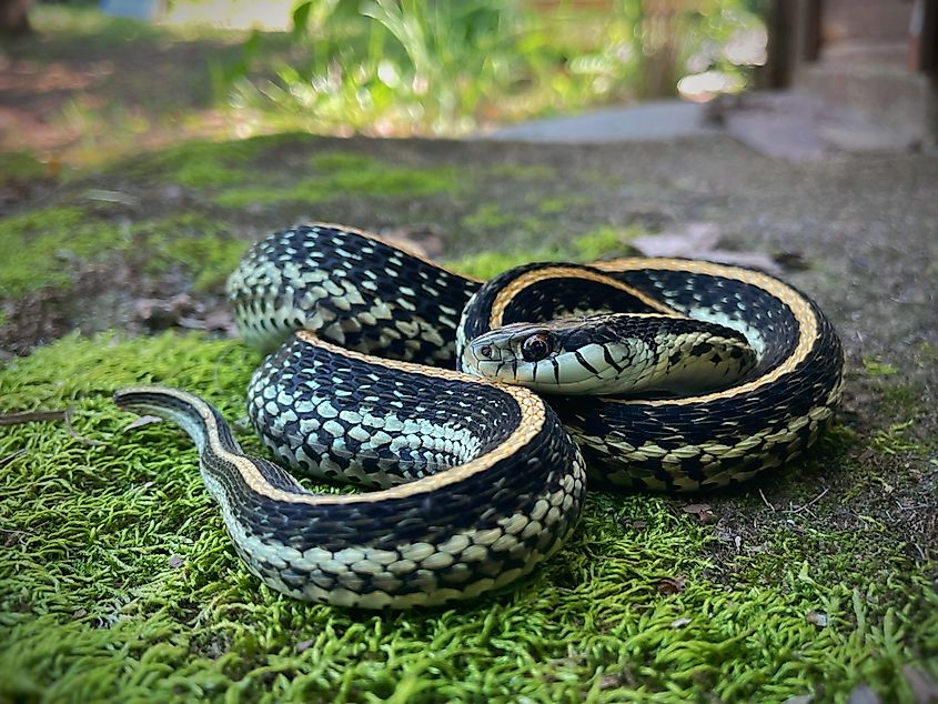 Common garter snake in Oklahoma.