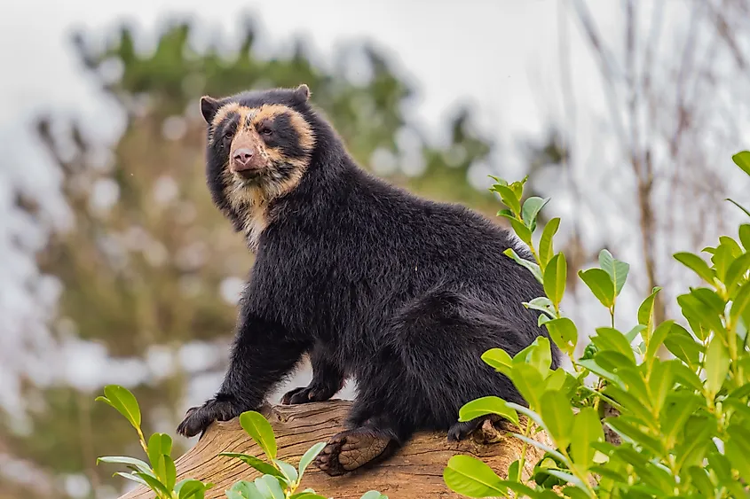 A spectacled bear.