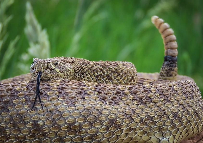 Close-up of a prairie rattlesnake with its forked tongue and rattle clearly visible.