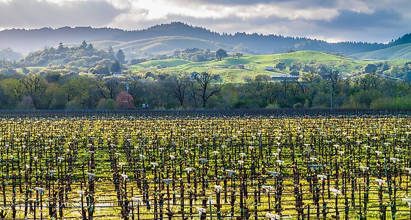 Vineyard in Dry Creek Valley, Healdsburg, California.