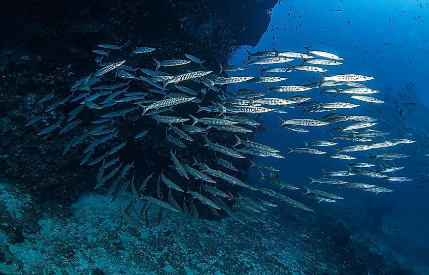 Barracudas travel in large groups to overwhelm their prey. Image credit Svetlana Orusova via Shutterstock.