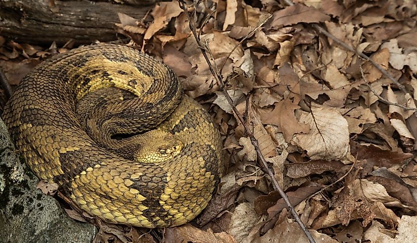 Large yellow timber rattlesnake found near a New York den site