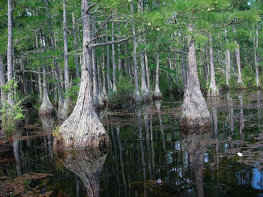 Cypress trees in Pine Tree Creek, located at Goodale State Park near Camden, South Carolina.