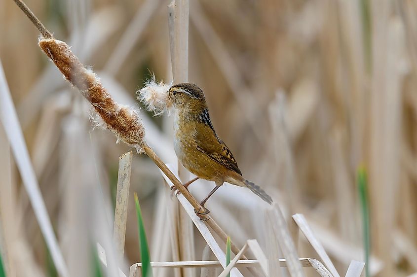 Marsh Wren Gathers Cattail Seed for Nest at Maumee Bay State Park Nature Trail near Oregon, Ohio.