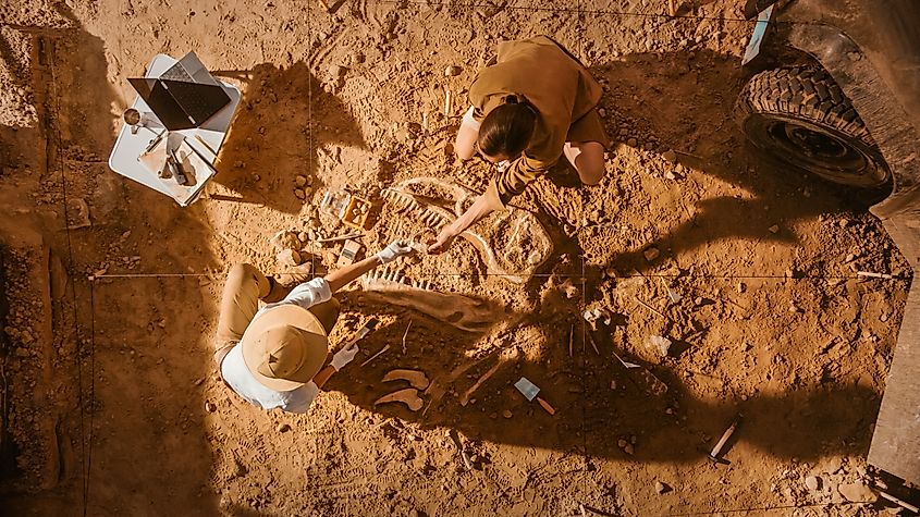 Top-down view of two paleontologists carefully cleaning a newly discovered dinosaur skeleton at an excavation site